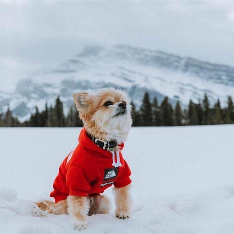 Adidog Warm Dog Pet Hoodie Clothes - Mercy Abounding