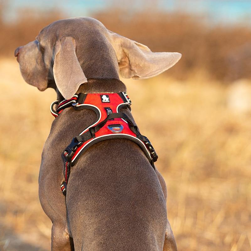 Safe Adjustable Pet Dog Walking Running Harness Vest Lead - Mercy Abounding